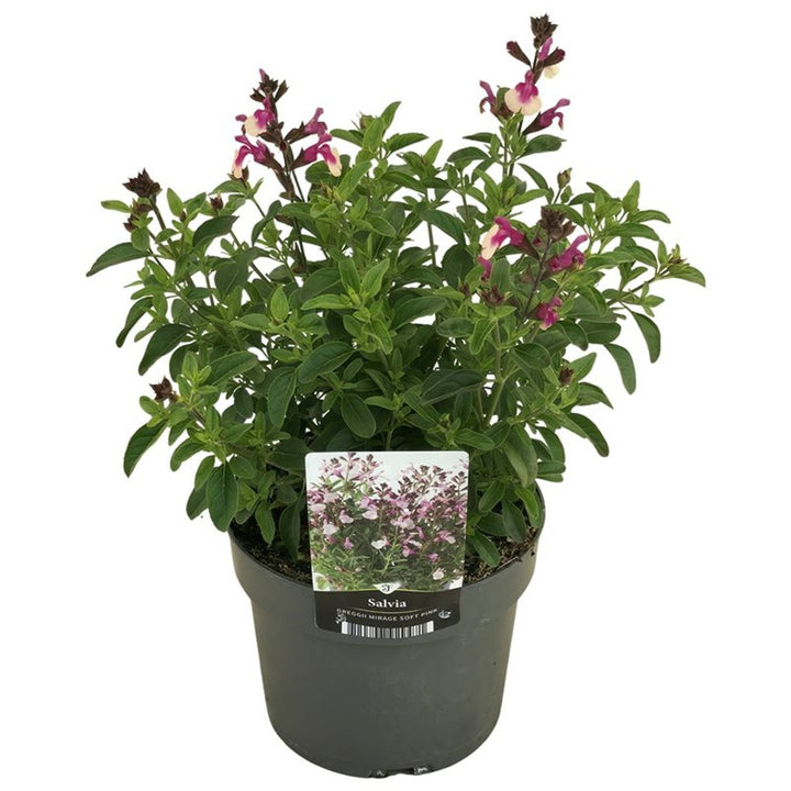 Salvia Greg. Mirage Pink  2 Ltr Pot - Herbaceous - Windyridge Garden Centre