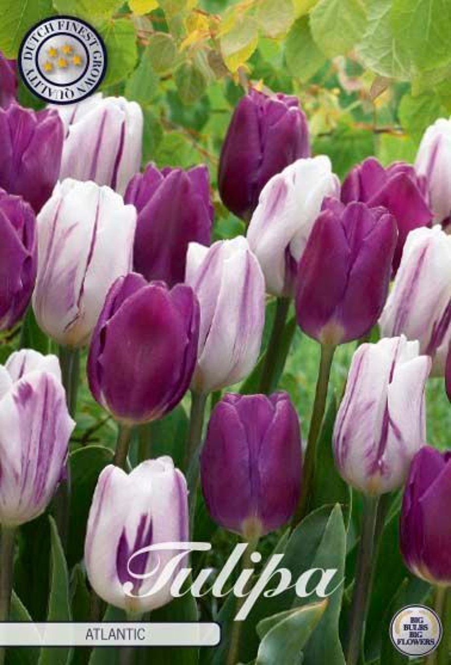 Tulipa 'Atlantic' 10-pack