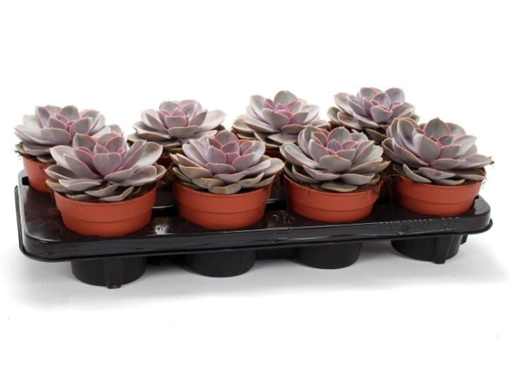 Echeveria Pearl of Neurenberg / P12