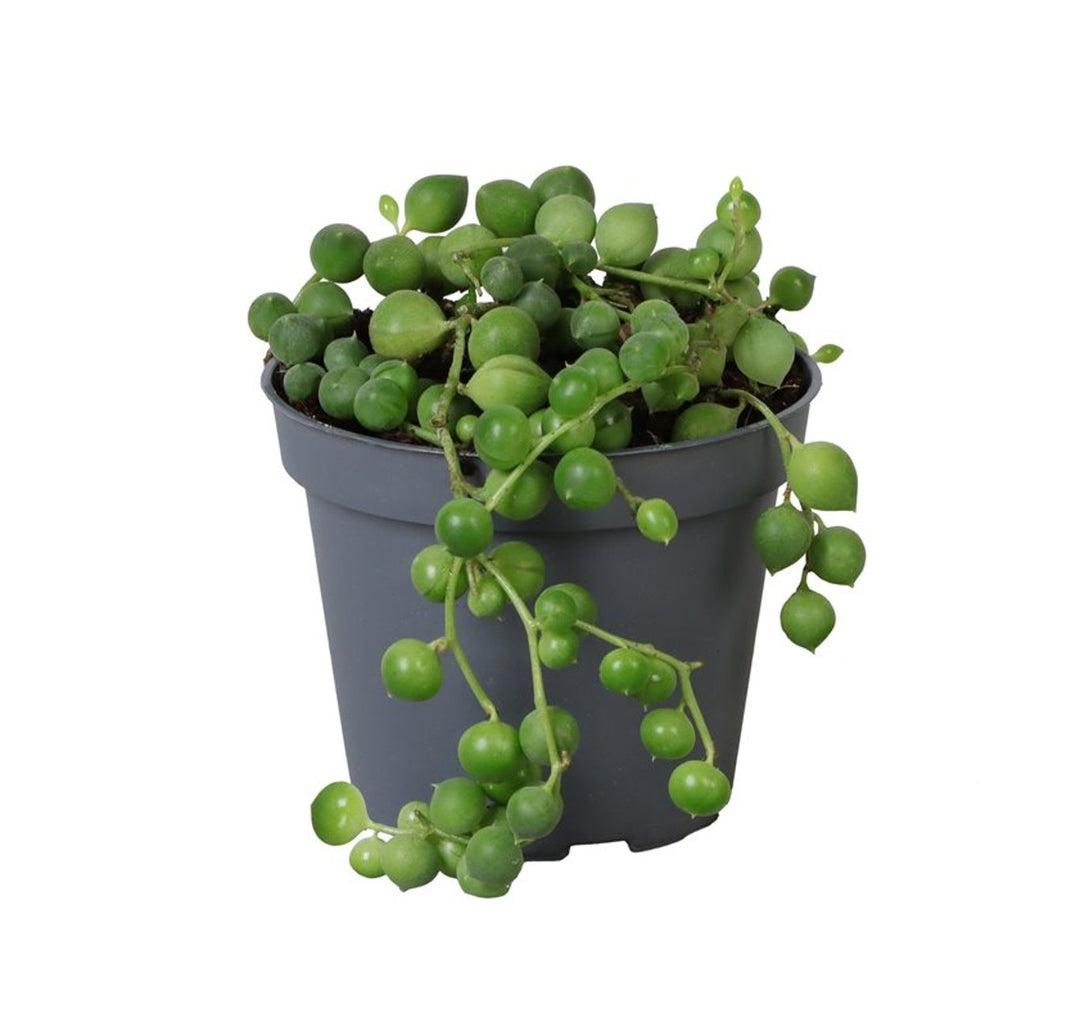 Senecio herreianus 6 cm pot