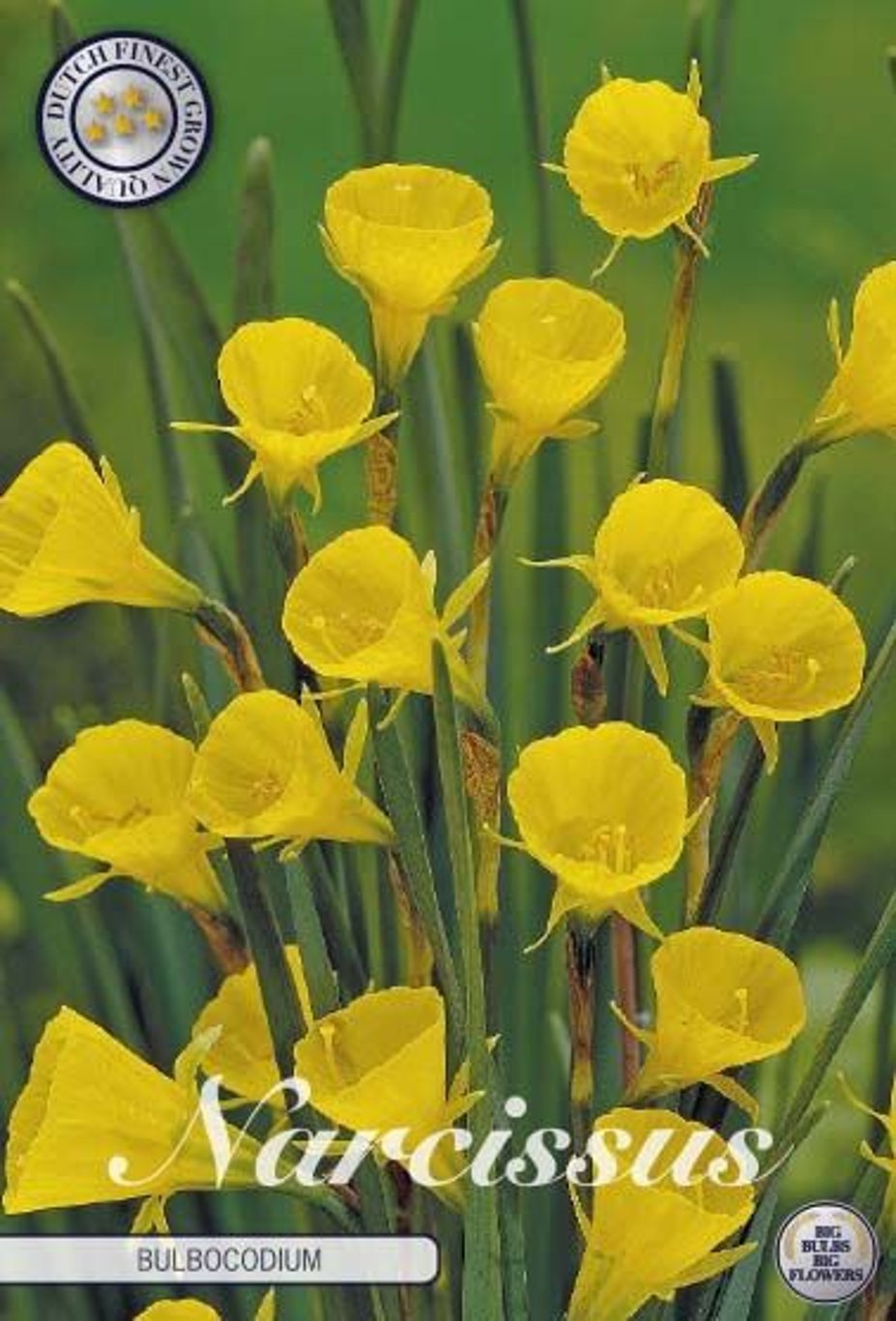 Narcissus bulbocodium 10-pack