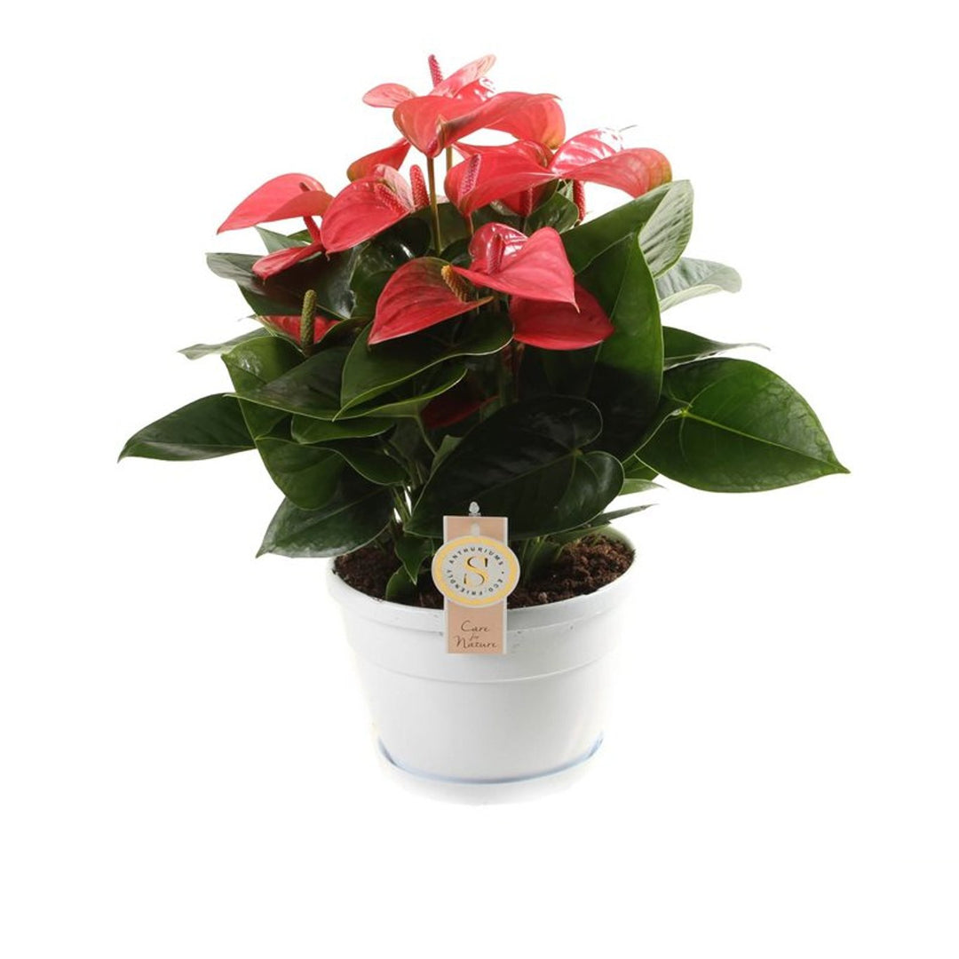 Anthurium and. 'Pink Champion'