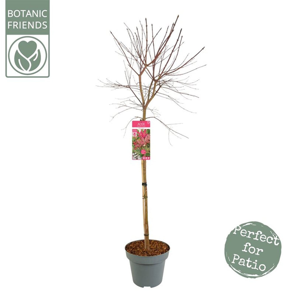 Acer Palmatum Beni-Maiko  90 Cm Stem C14 - Trees - Windyridge Garden Centre