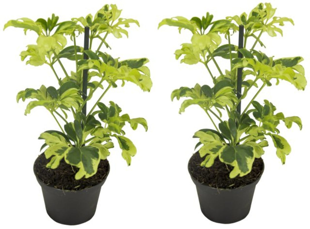 Schefflera arb. Janine / P8