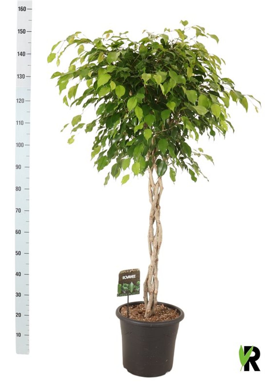 Ficus benjamina 'Exotica'