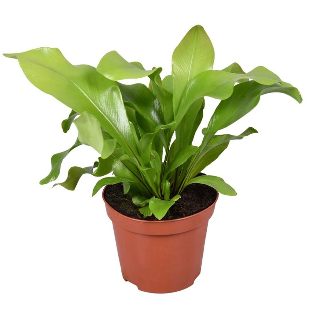 Asplenium nidus P8