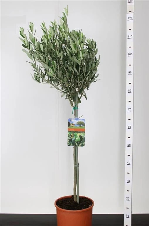 Olea europaea on stem