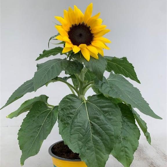 Helianthus Sunsation 13Cm Pot ( Sunflower ) - Herbaceous - Windyridge Garden Centre