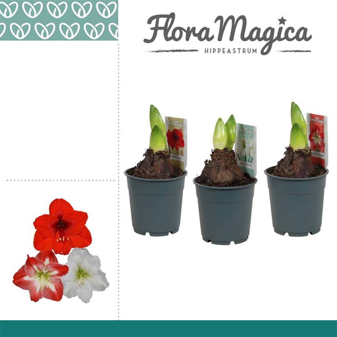 Hippeastrum mix P12, 2 buds