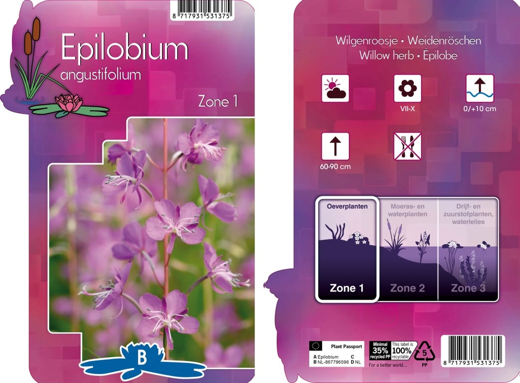 Epilobium angustifolium  P9