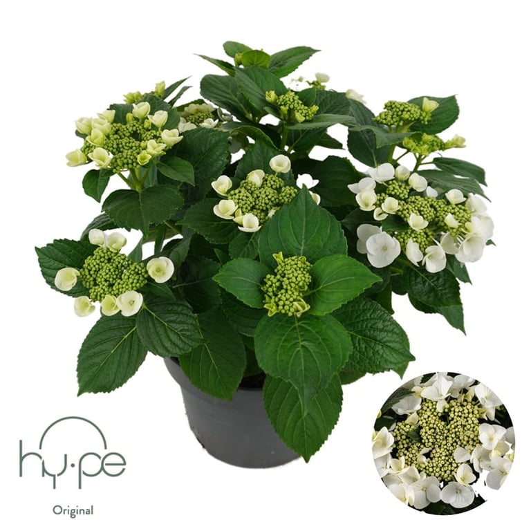 Hydrangea macr. Teller White  P23, 7+ flower