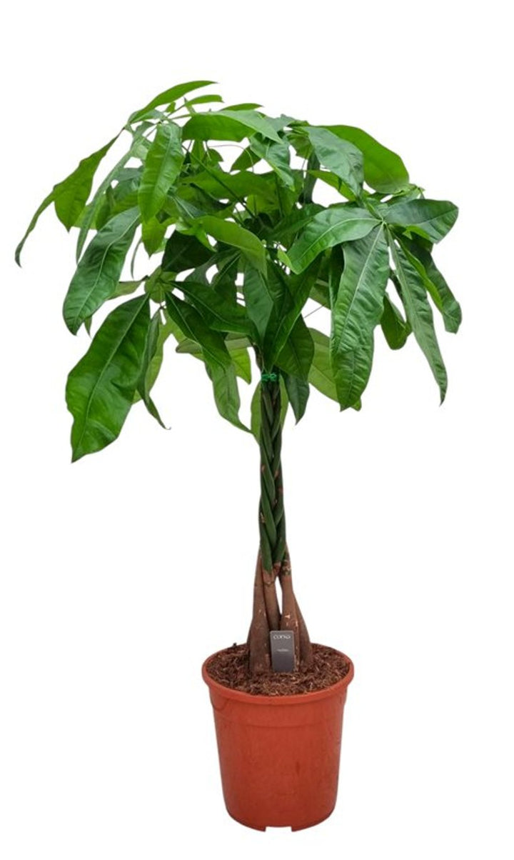 P24 Braid Buy Pachira Aquatica P24, Braided Stem Online | Windyridge Garden ...