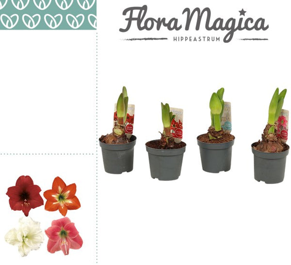 Buy Hippeastrum Kolibri Red P9 - 2 Buds Online