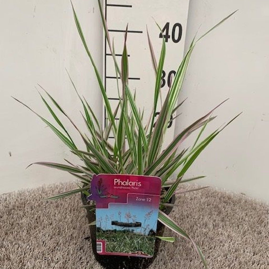 Phalaris arund. Picta  18 cm aquatic basket