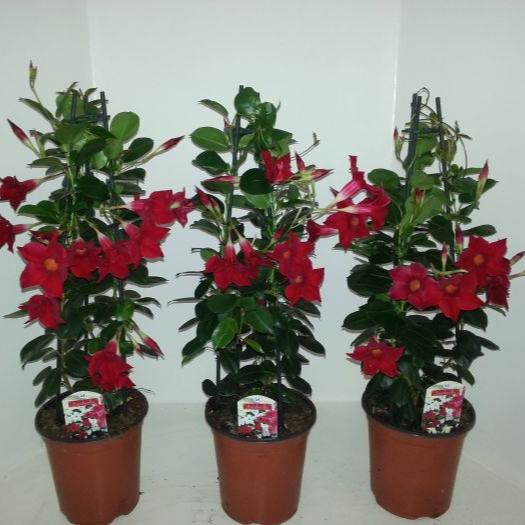 Mandevilla Sundaville Red  P19 - 3 cane pyr