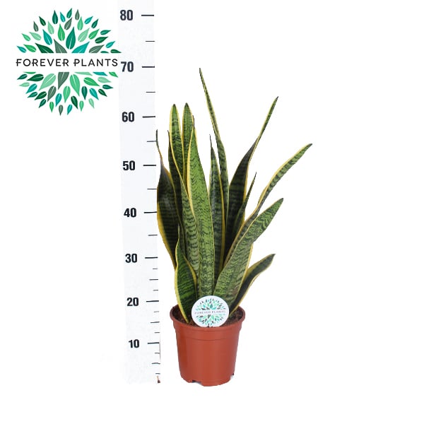 Sansevieria trif. Laurentii P17