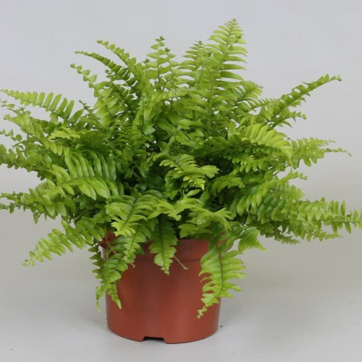 Nephrolepis exal. Boston Blue Bell  P12