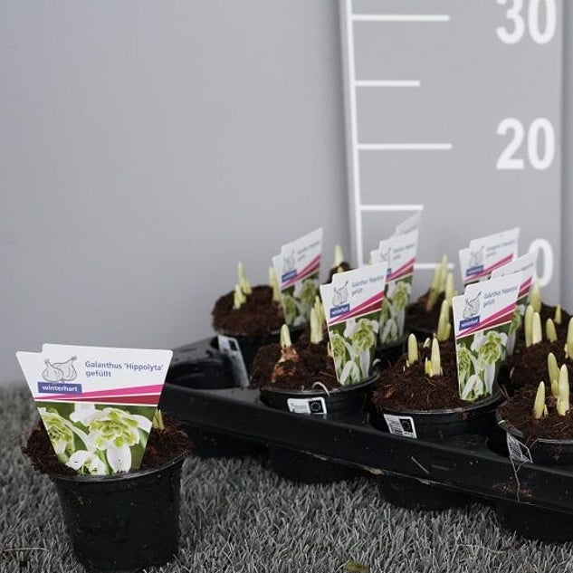 Galanthus Hippolyta  P8