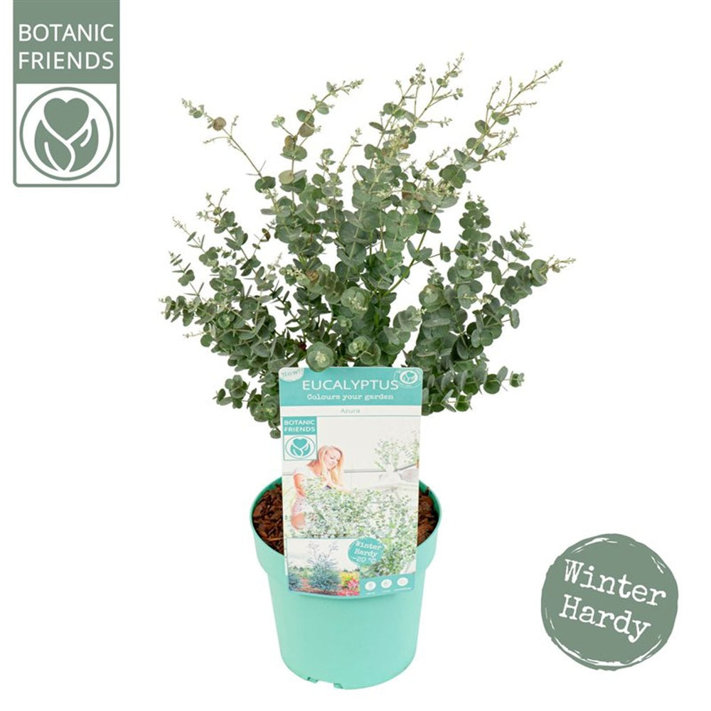 Eucalyptus Gunnii 'Azura'Ã‚Â® 3 Ltr Pot - Shrubs - Windyridge Garden Centre