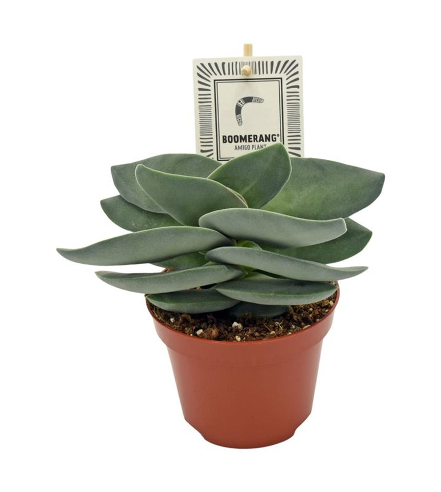 amigo plant succulent Buy Crassula Boomerang P10.5 Online