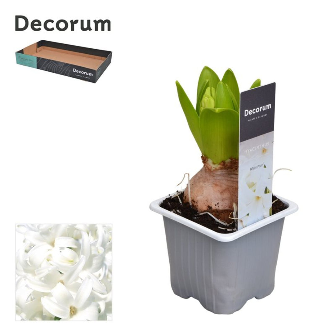 Hyacinthus White Pearl / P7
