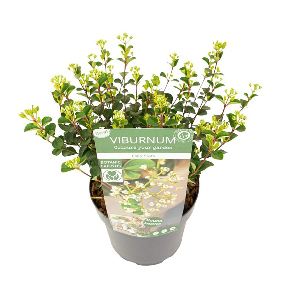 Viburnum Fairy Stars / 3 Ltr Pot - Shrubs - Windyridge Garden Centre