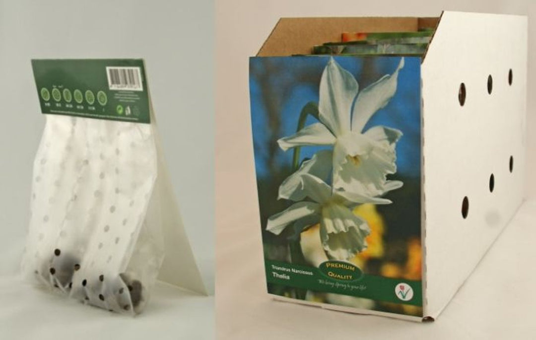 Narcissus 'Thalia' 7-pack