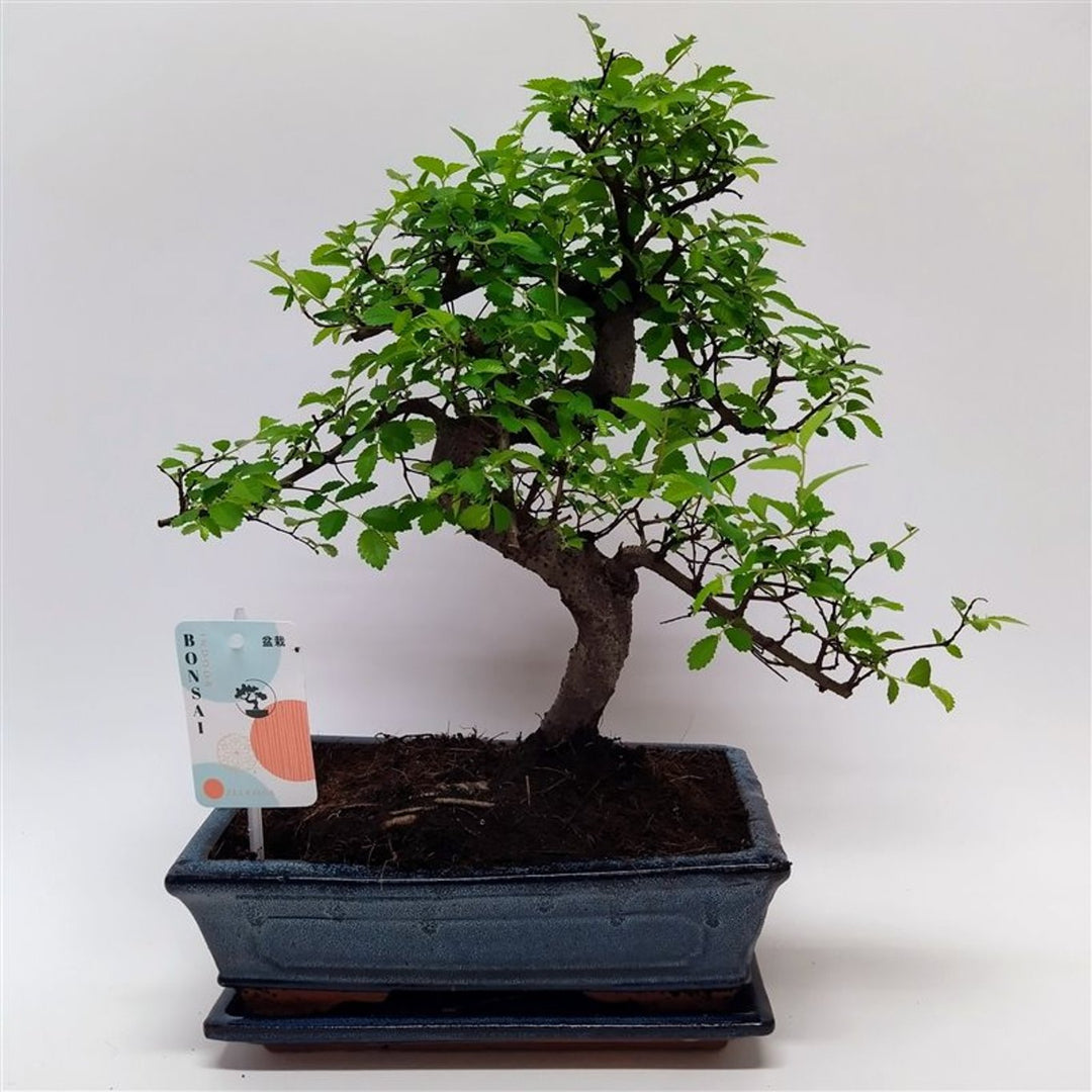 Zelkova - bonsai P25 - S type