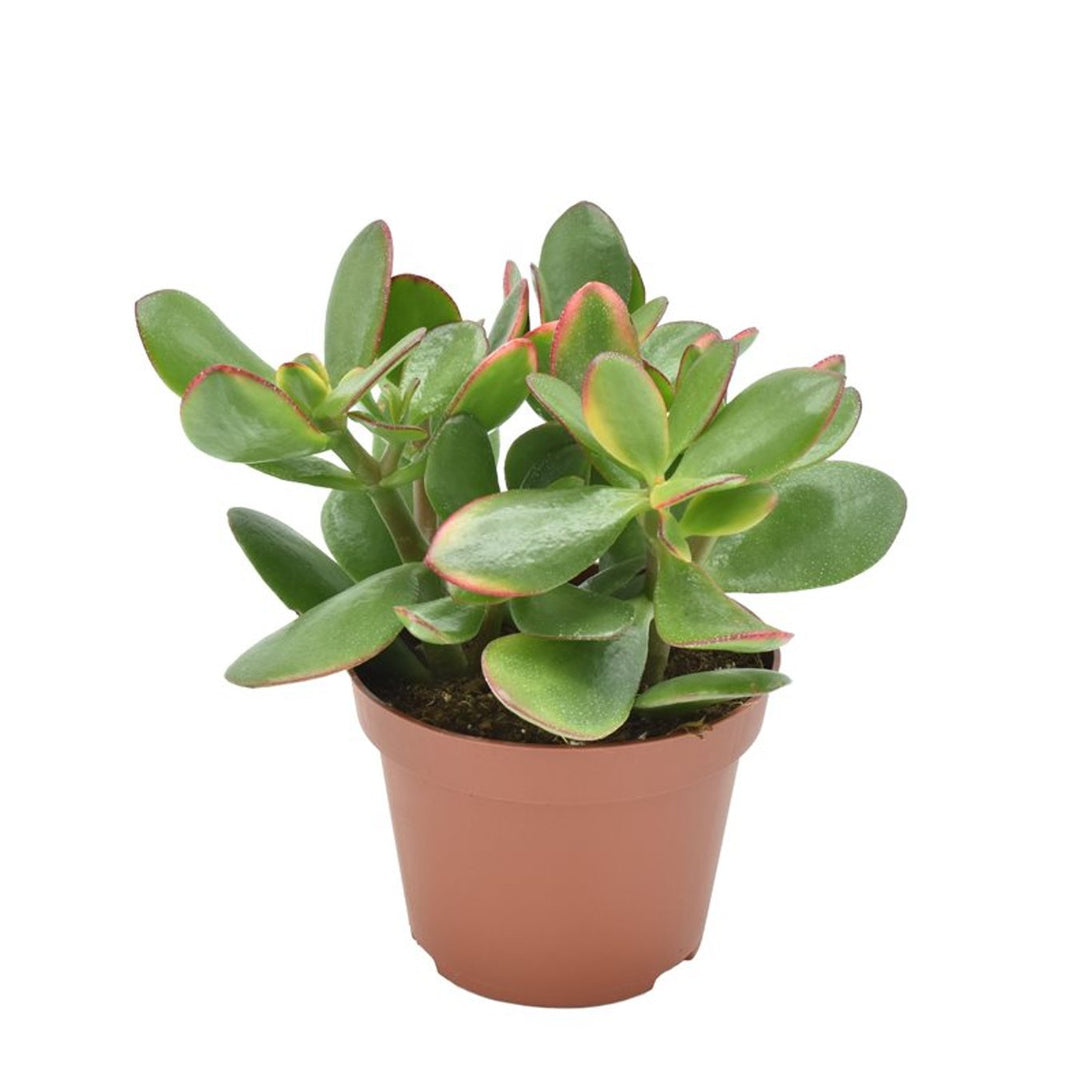 Crassula ovata Sunset  P12