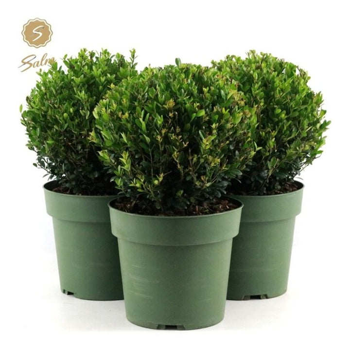 Ilex Crenata Jenny 25 Cm Ball C4 - Standard Trees And Topiary - Windyridge Garden Centre