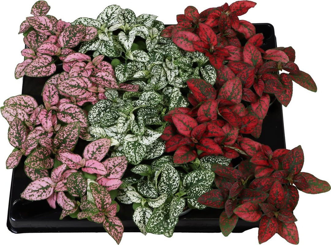 Hypoestes mix  6 cm pot