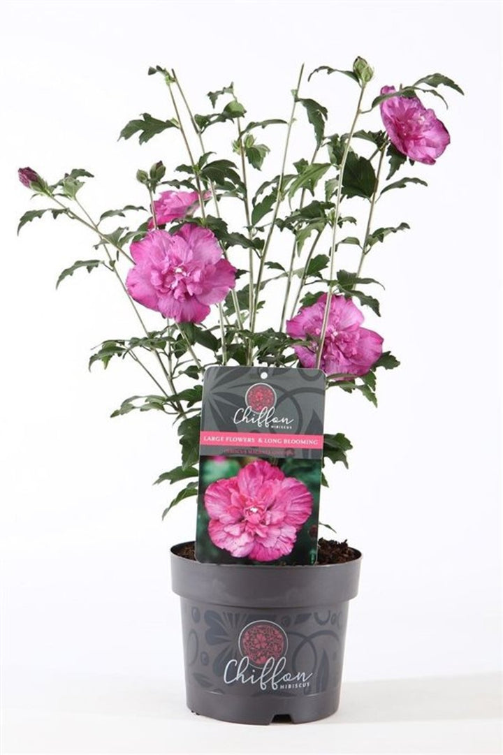 Hibiscus syr. Magenta Chiffon  3 Ltr pot
