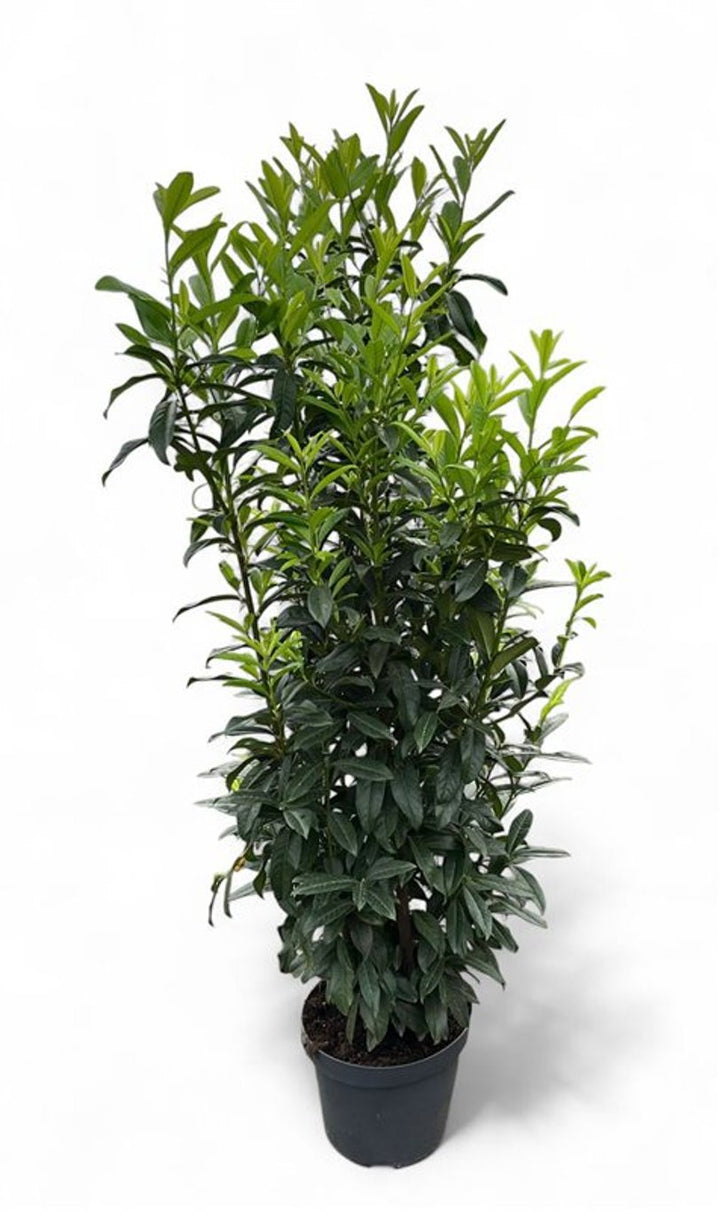 Prunus laur. Genolia  160-180 CM C15