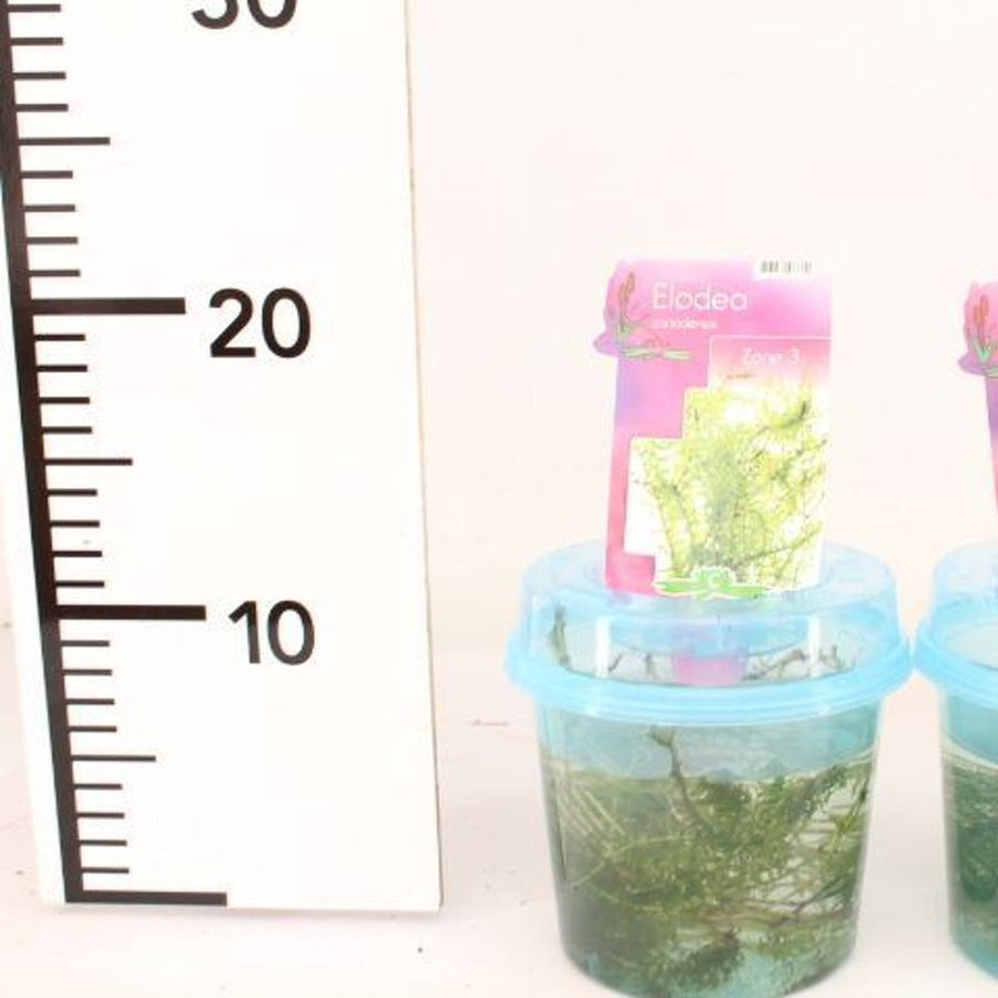 Elodea Canadensis Beaker - Shrubs - Windyridge Garden Centre