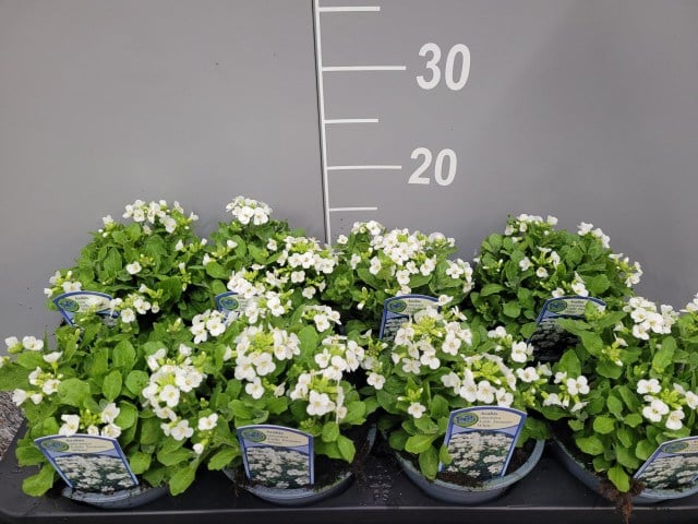 Arabis cauc. Little Treasure White