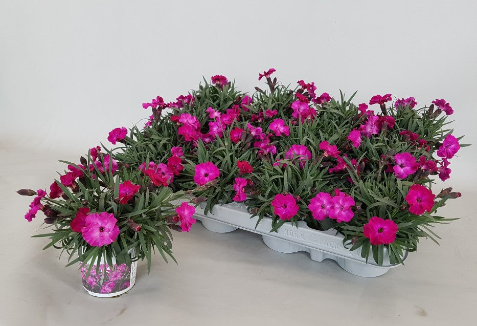 Dianthus Scully - Bedding - Windyridge Garden Centre