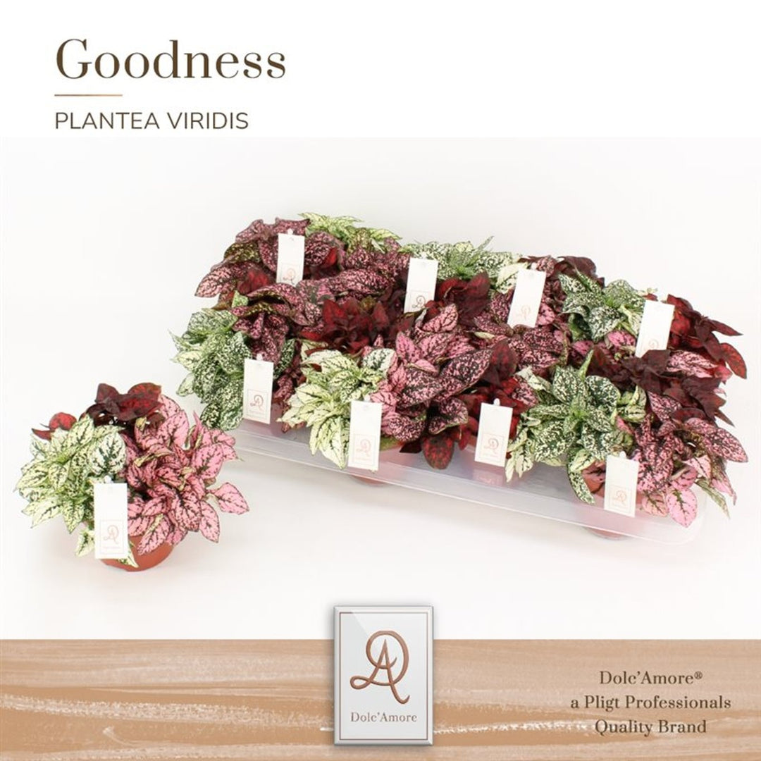 Hypoestes Phyllos. Trio P12 - Indoor Plants - Windyridge Garden Centre