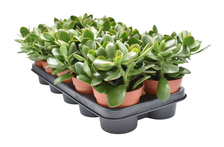 Crassula ovata Sunset  P12