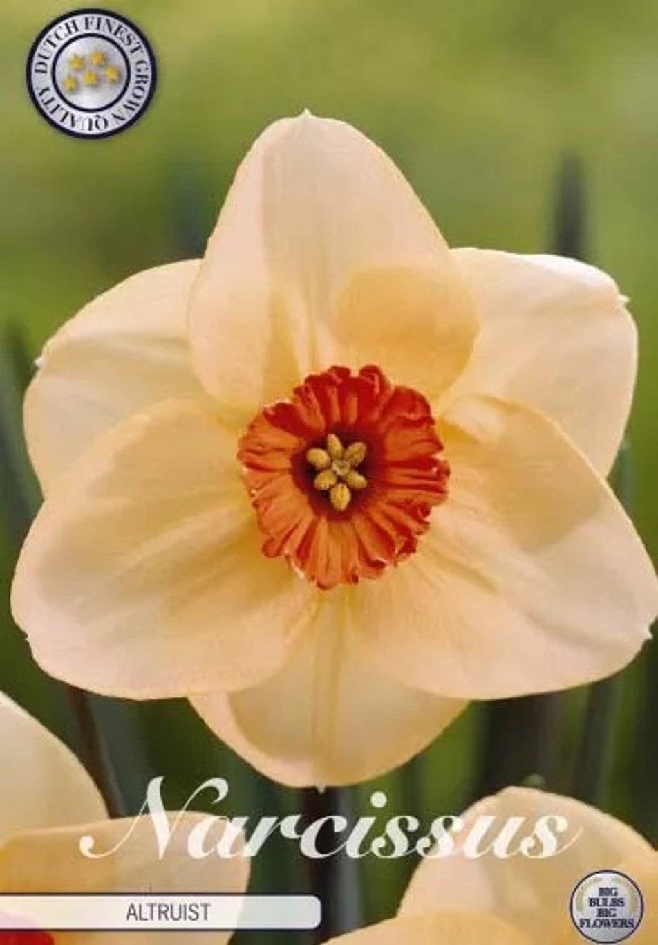 Narcissus Altruist  5 pack