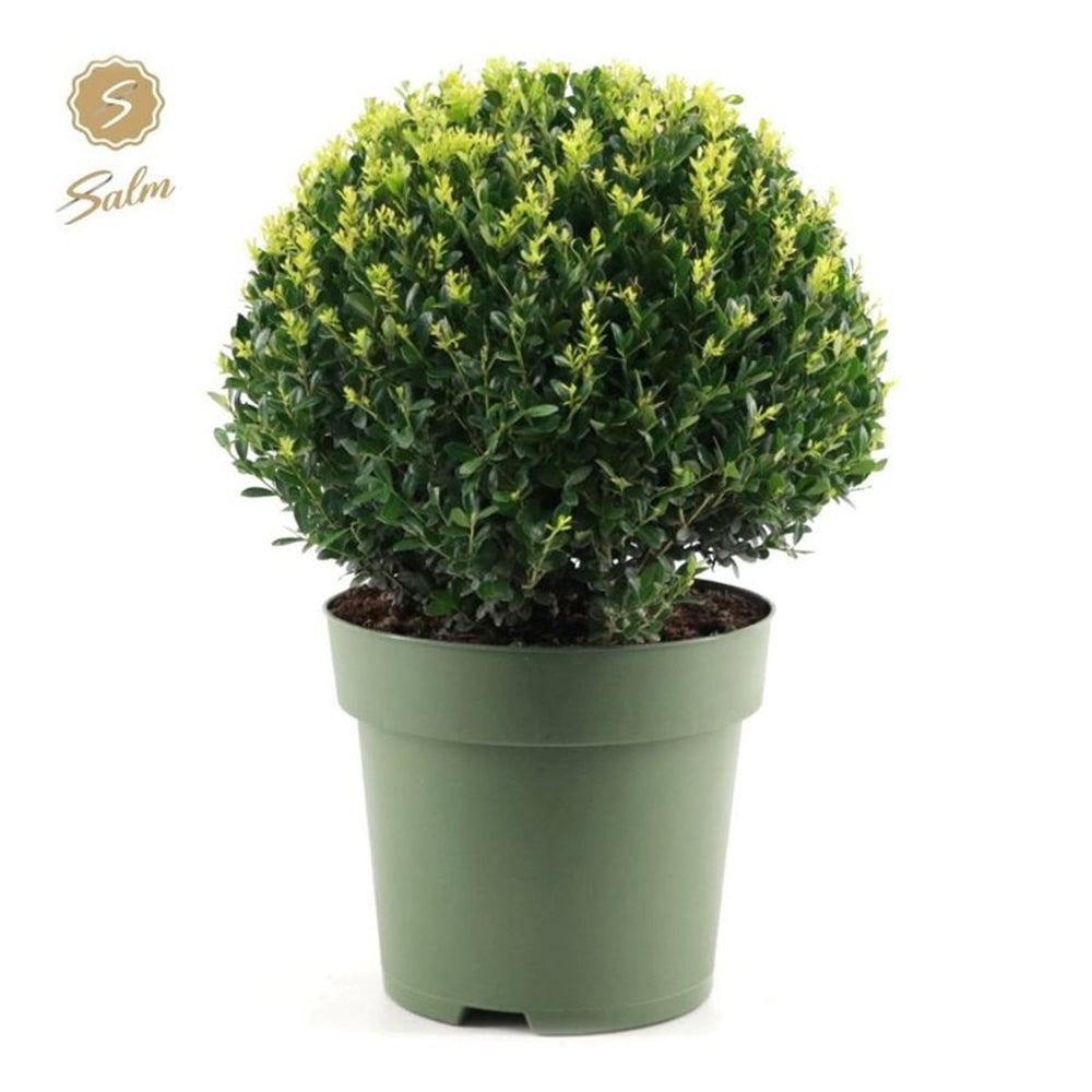 Ilex Crenata Jenny  40 Cm Ball C10 - Standard Trees And Topiary - Windyridge Garden Centre
