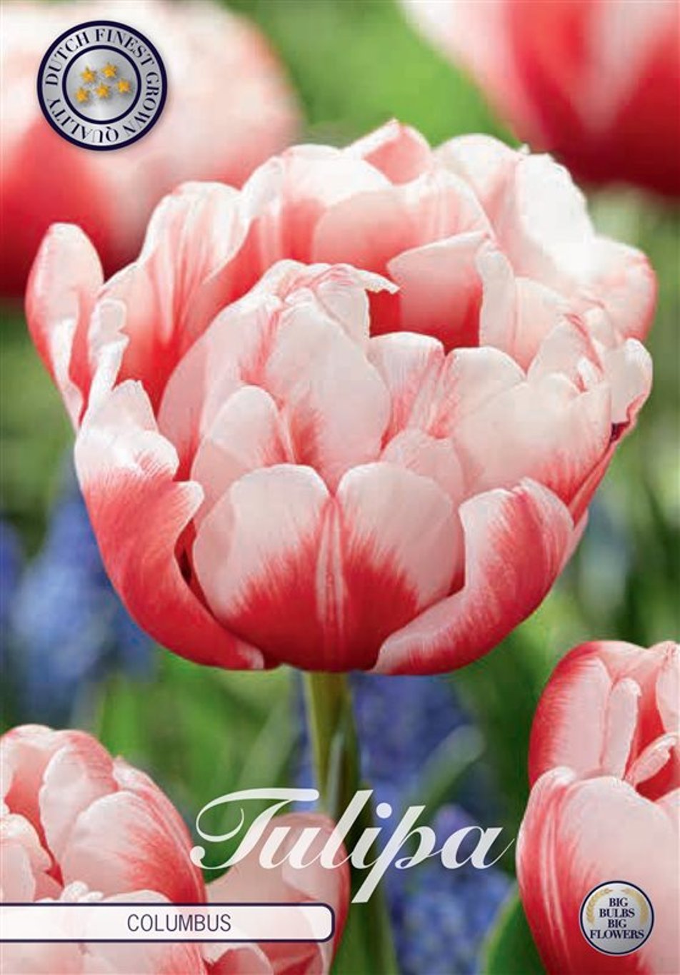 Tulipa Columbus  7 pack