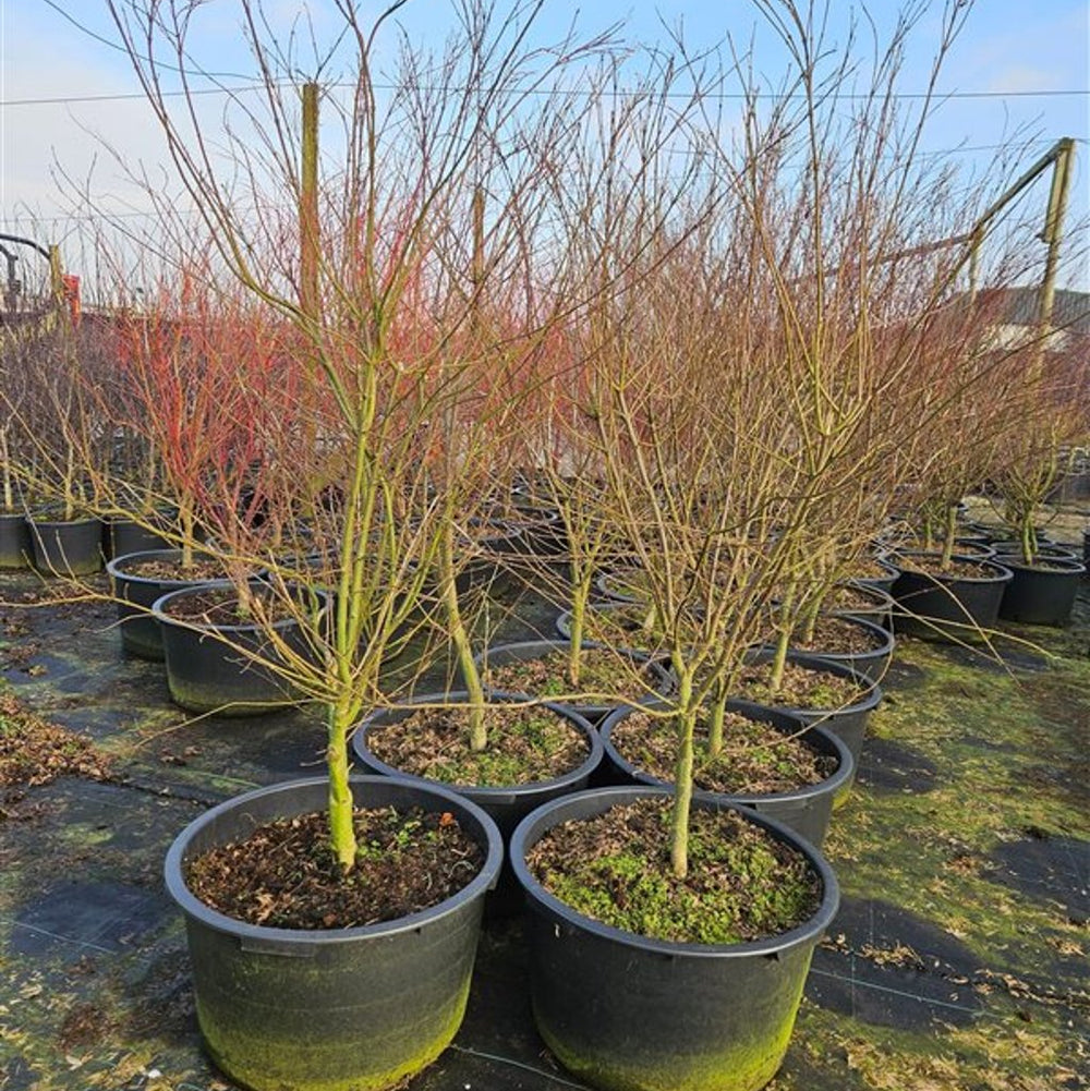 Acer Palm. Seiryu  140-160 Cm C65 - Trees - Windyridge Garden Centre