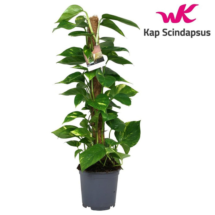 Epipremnum pinnatum P21 + mosspole