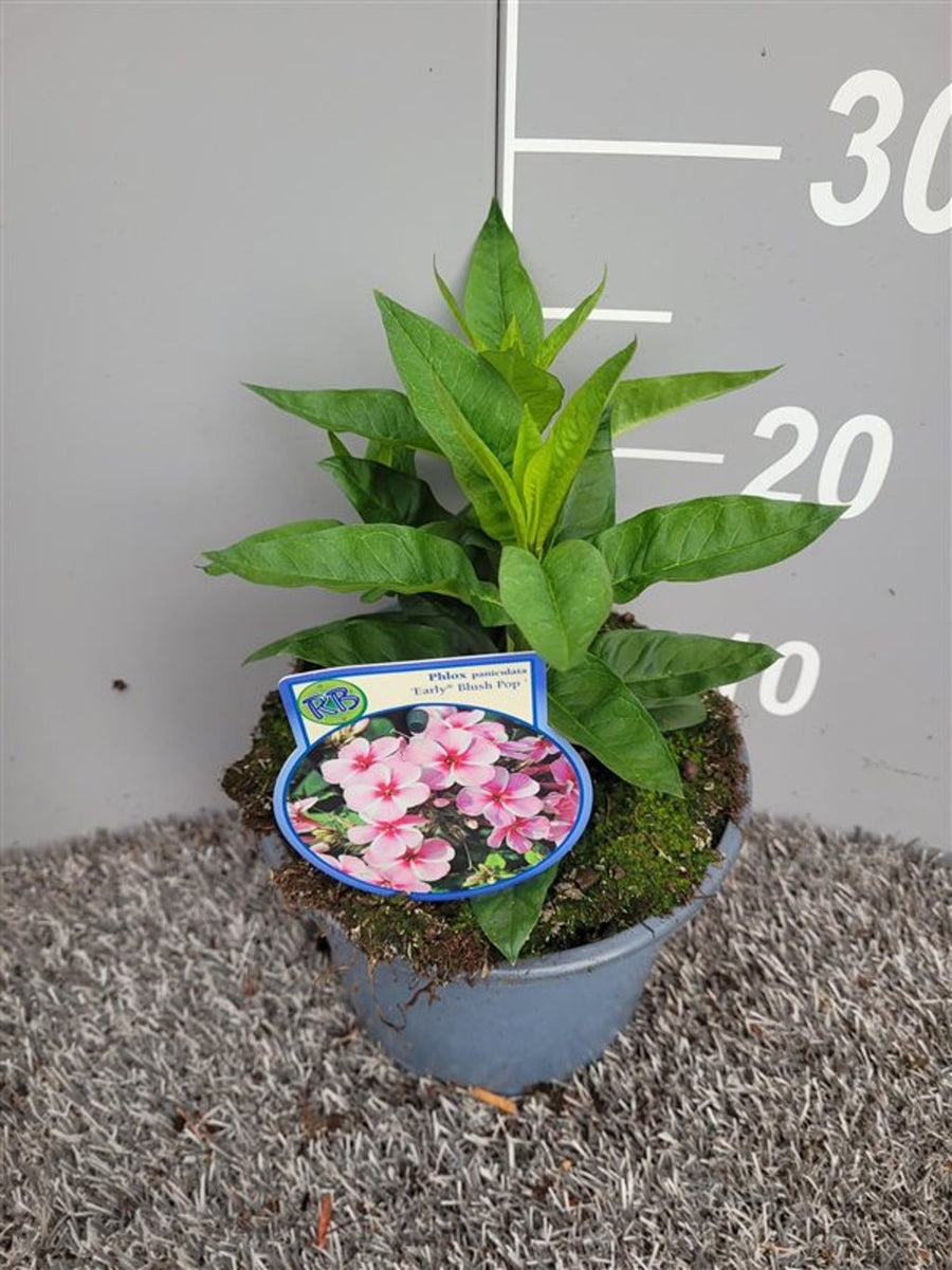 Phlox Pan. 'Early® Blush Pop' 2 Ltr Pot - Herbaceous - Windyridge Garden Centre