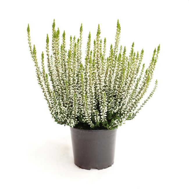Calluna vulg. Garden Girls white  P12