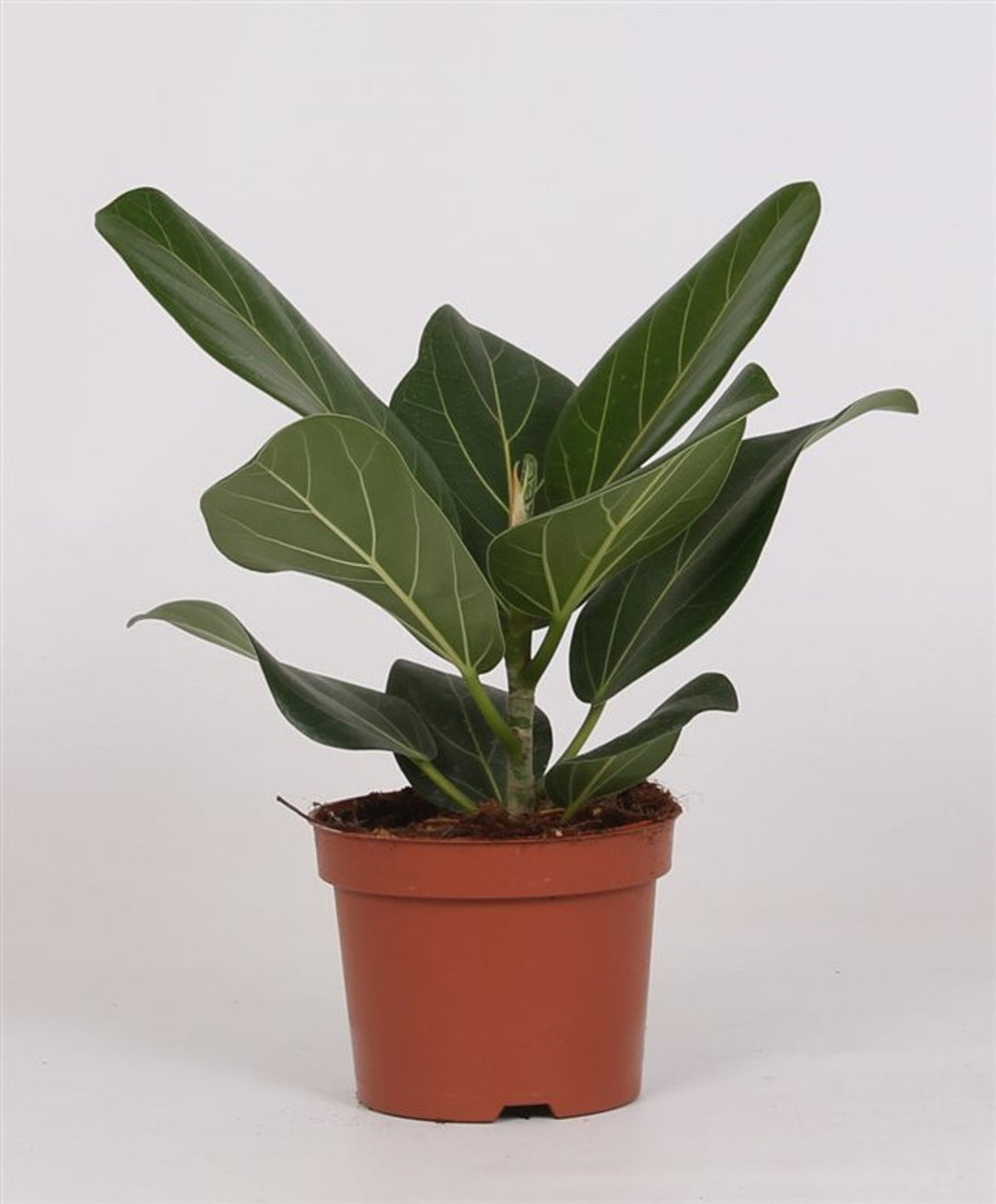 Ficus bengh. Audrey  P12