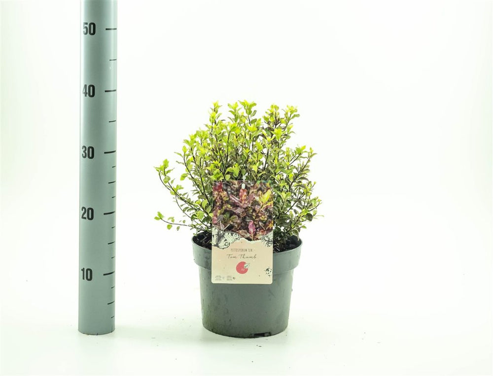 Pittosporum Ten. 'Tom Thumb' 3 Ltr Pot - Shrubs - Windyridge Garden Centre