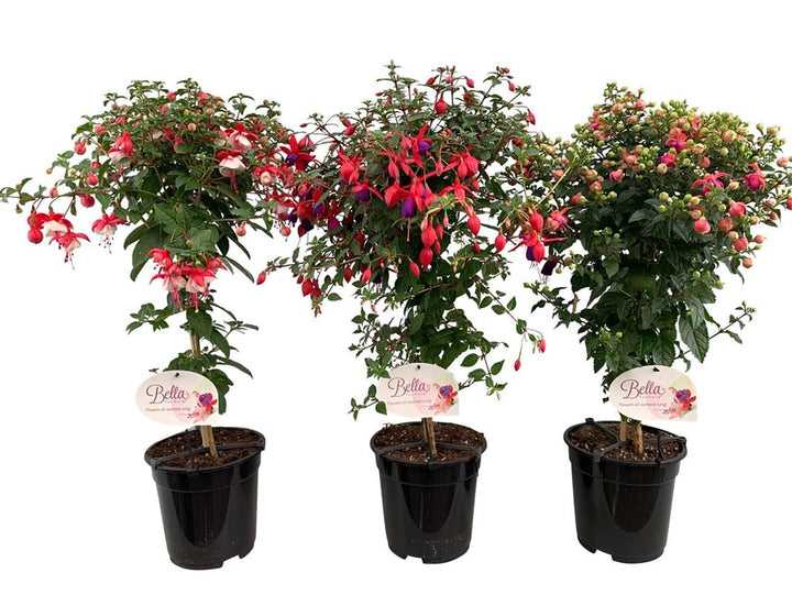 Fuchsia mix  P19, on a stem(70cm)