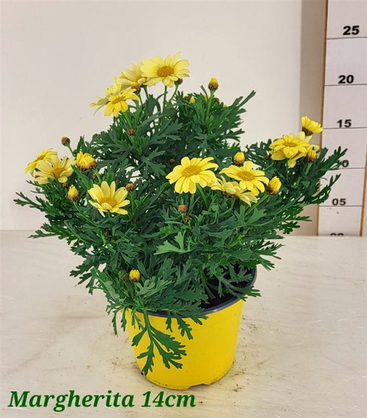 Argyranthemum frutescens(yellow) P19