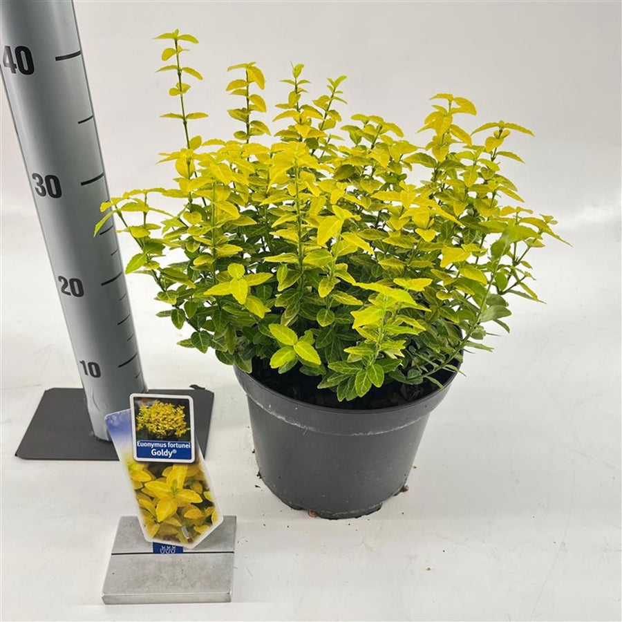 Euonymus Fort. 'Goldy' 5 Ltr Pot - Shrubs - Windyridge Garden Centre